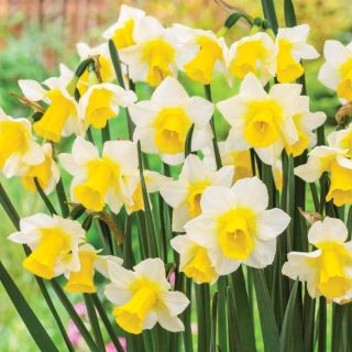 Golden Echo Daffodil bulk Thumbnail